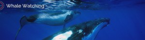 Tohora Whale Watching Tours Bora Bora